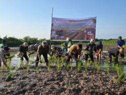 Pertanaman Serentak, Kementan Dukung Swasembada Pangan di Kabupaten Kapuas Kalimantan Tengah