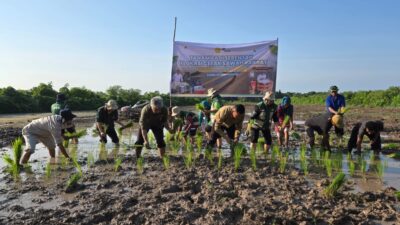 Pertanaman Serentak, Kementan Dukung Swasembada Pangan di Kabupaten Kapuas Kalimantan Tengah