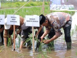 Batola Cetak Sawah Rakyat