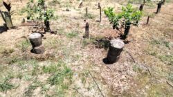 Banyak Tokoh Kalimantan Selatan Zuriyat Sultan Banjar