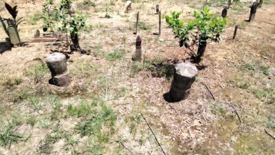 Banyak Tokoh Kalimantan Selatan Zuriyat Sultan Banjar