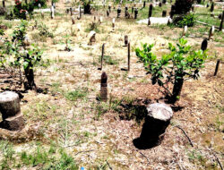 Zuriat Pangeran Singasari yang Menjadi Tokoh di Kalsel, Berikut Nama-namanya