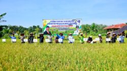 Bupati HSS Panen Sekaligus Tanam Ke Dua di Desa Kaliring