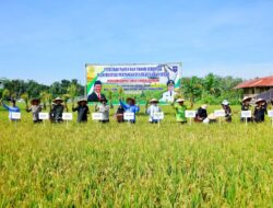Bupati HSS Panen Sekaligus Tanam Ke Dua di Desa Kaliring