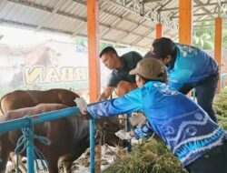 Distan Kabupaten Banjar Periksa 120 Ekor Sapi di Cindai Alus Pastikan Kesehatan dan Kelayakan