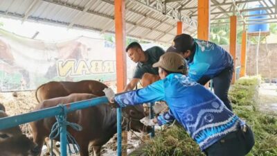 Distan Kabupaten Banjar Periksa 120 Ekor Sapi di Cindai Alus Pastikan Kesehatan dan Kelayakan