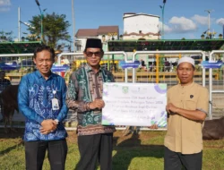 Jelang Iduladha Pemkab Balangan Serahkan 24 Ekor Sapi Qurban dari CSR Bank Kalsel Kepada Masyarakat