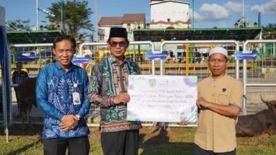 Jelang Iduladha Pemkab Balangan Serahkan 24 Ekor Sapi Qurban dari CSR Bank Kalsel Kepada Masyarakat