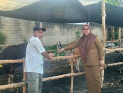 Yayasan Abdul Azis Halaby Berikan Bantuan 300 Ekor Sapi Kurban