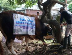 PLN UID Kalselteng Bagikan 3.288 Paket Daging Kurban pada Iduladha 1447 Hijriah dari 22 Sapi dan 7 Kambing