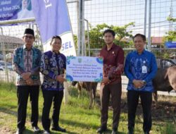 Pemkab Balangan Salurkan 24 Ekor Sapi Kurban Bantuan CSR Bank Kalsel