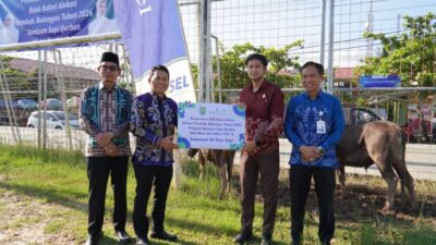 Pemkab Balangan Salurkan 24 Ekor Sapi Kurban Bantuan CSR Bank Kalsel