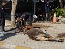 Pemkab Banjar Kurban Tiga Ekor Sapi