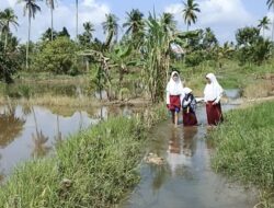 Miris, Siswa SDN Basirih 10 Bertahun-tahun Terobos Jalan Terendam Demi Sekolah