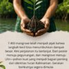 Bank Kalsel Ubah Jarak Lari Menjadi 760 Bibit Ulin, Gerakan Reforestasi Meratus untuk HUT ke-76 Kalsel