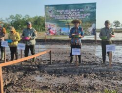 Melalui Gerakan Tanam Kementan Dorong Produktivitas Lahan di Kabupaten Pulang Pisau