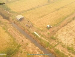 Semangat Brigade Pangan Petani, Panen di Tengah Kepungan Asap Karhutla Kalteng
